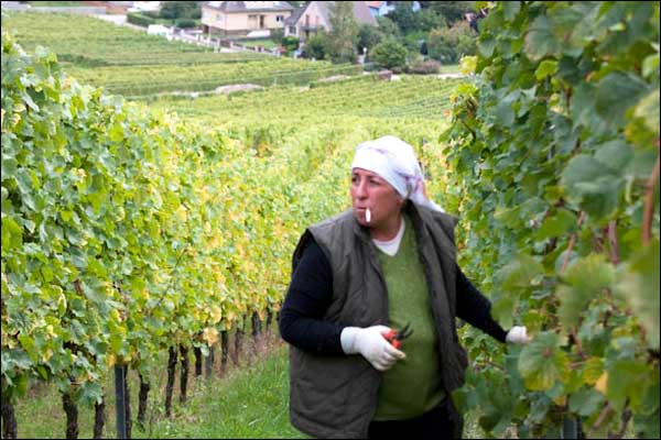alsatian-wine-route