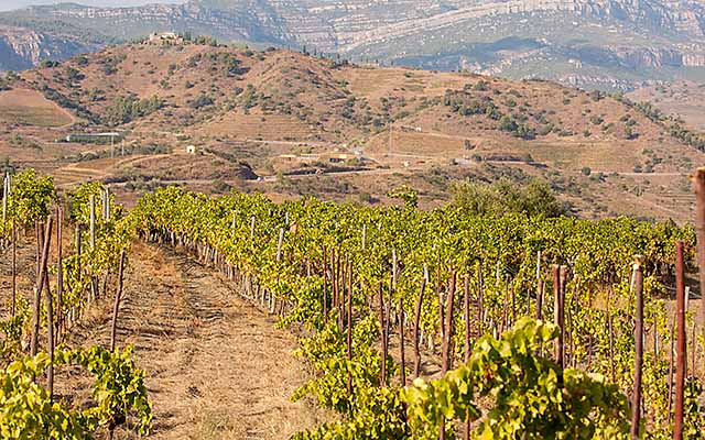 Hillside vineyards at Clos Madagor