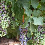 state of Cabernet in Napa Valley