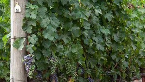 State of cabernet in the napa valley