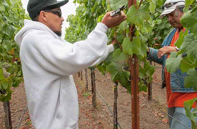 vineyard workers