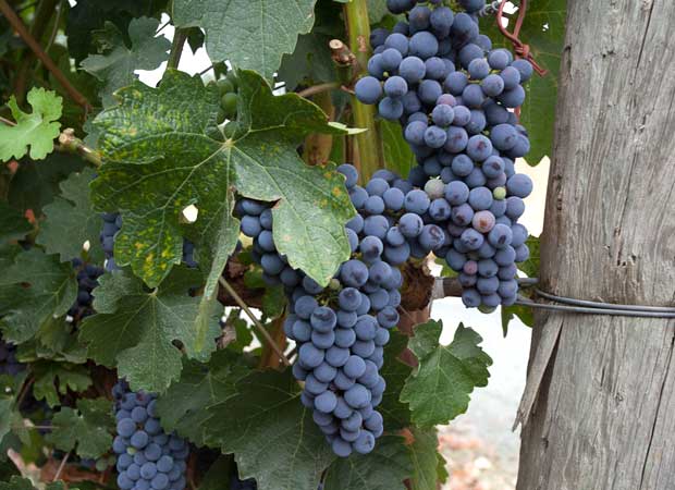 napa valley cabernet in august