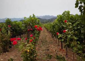 why roses and vineyards
