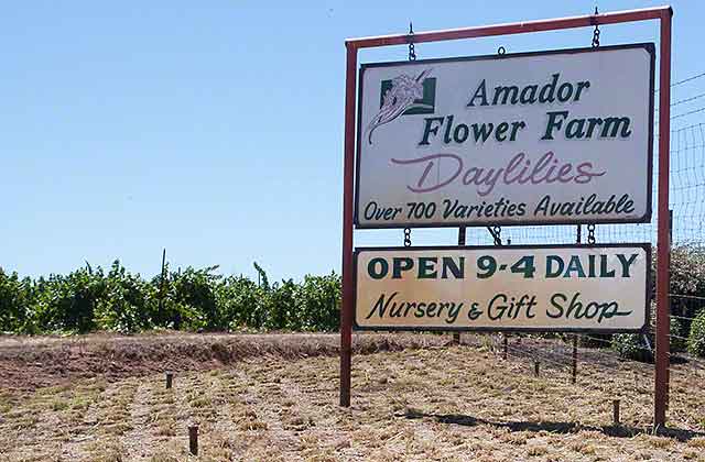 Amador flower farm
