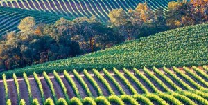 Introduction to California wine country