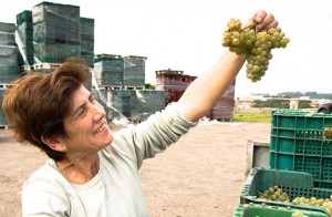albarino grapes harvest