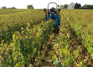 burgundy vineyard tractor