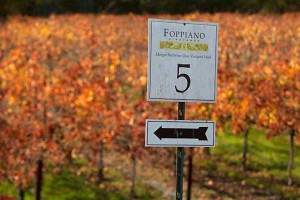 vineyard walk Foppiano
