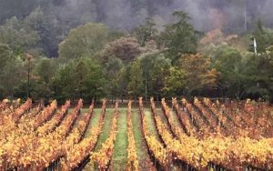 November weather in wine country