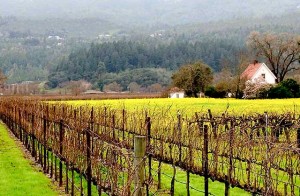 January in wine country