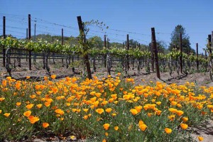 wine country poppies