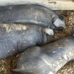 Pigs at DaVero