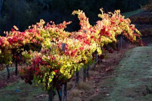 fall autumn wine country