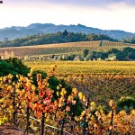 vineyards in the fall