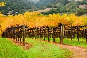 wine country autumn
