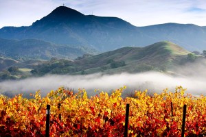 fall colors in wine country