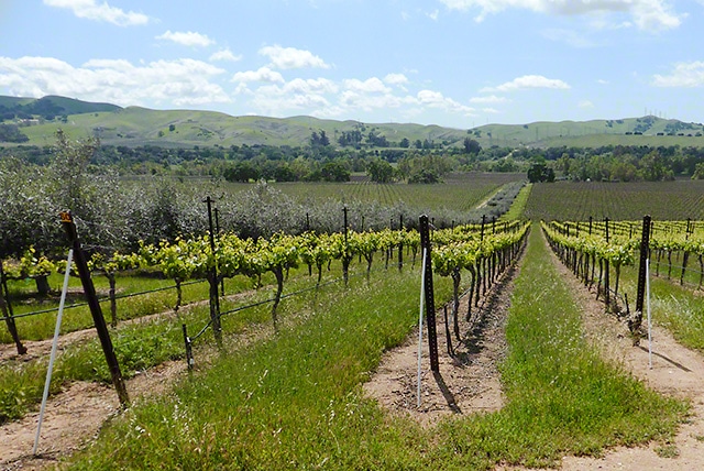 Livermore Valley wine country