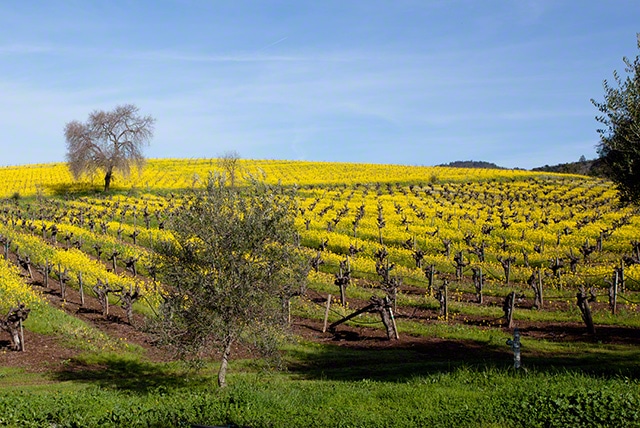 Sonoma valley wine country