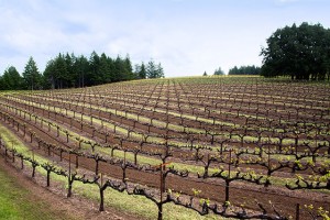 Mariah vineyards mendocino ridge