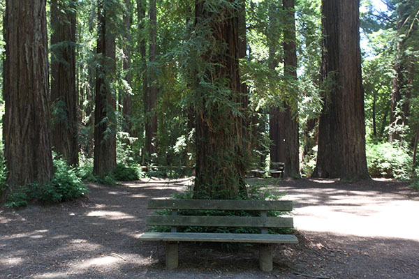 Majestic Redwood Grove at Riverfront Regional