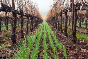 cover crops wine country