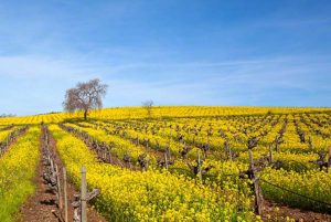 Mustard season wine country