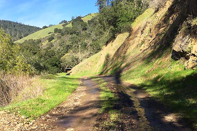 Madrone Trail at Moore Creek Park