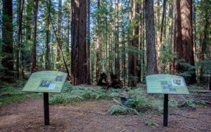 Montgomery Woods State Natural Preserve