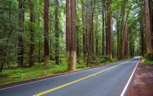 Redwood trees highway 128