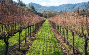 bare vines and cover crops