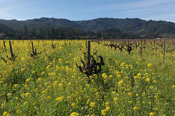 Old Vines and Wild Mustard in Napa Valley
