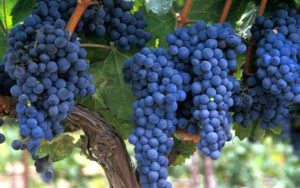 Make a large print of this beautiful grape cluster - JoeBecerra.Com