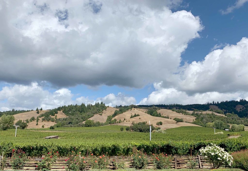 Navarro vineyards and anderson valley