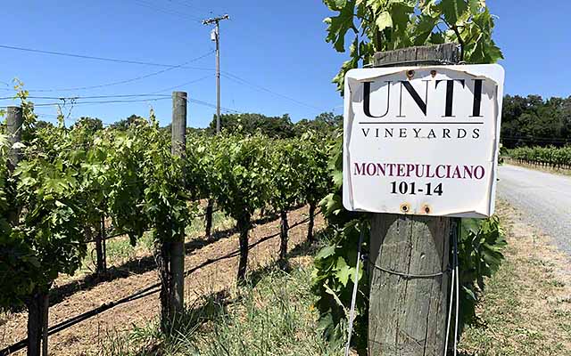 Montepulicano vineyard