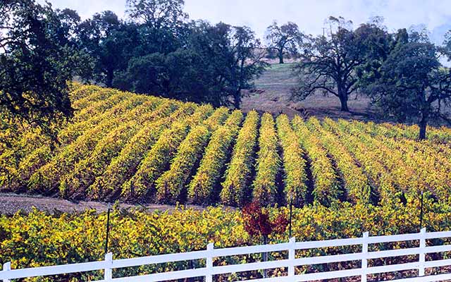 Vineyards Shenandoah Valley