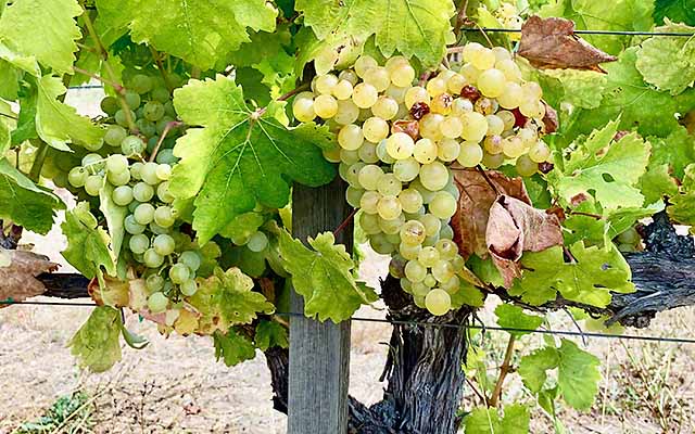 Symphony grape vine at Maple Creek Winery