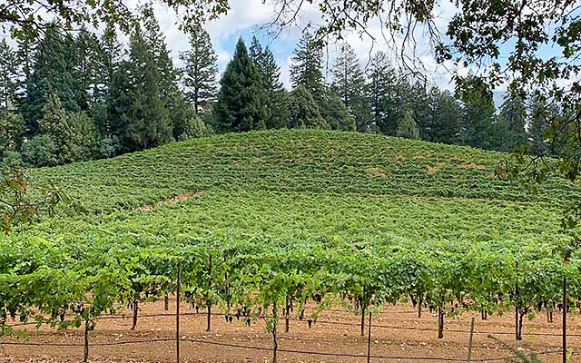 find redwood trees at Maple Creek vineyard