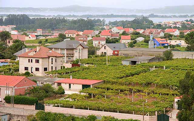 Coastal Cambados - Small plots of Albariño vineyards